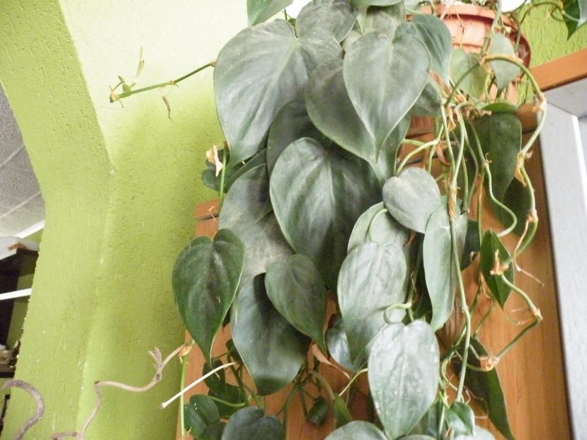 scadens - Colectie philodendron