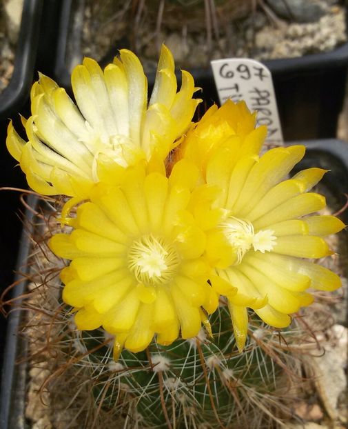 20170529_113157-1 - Detalii