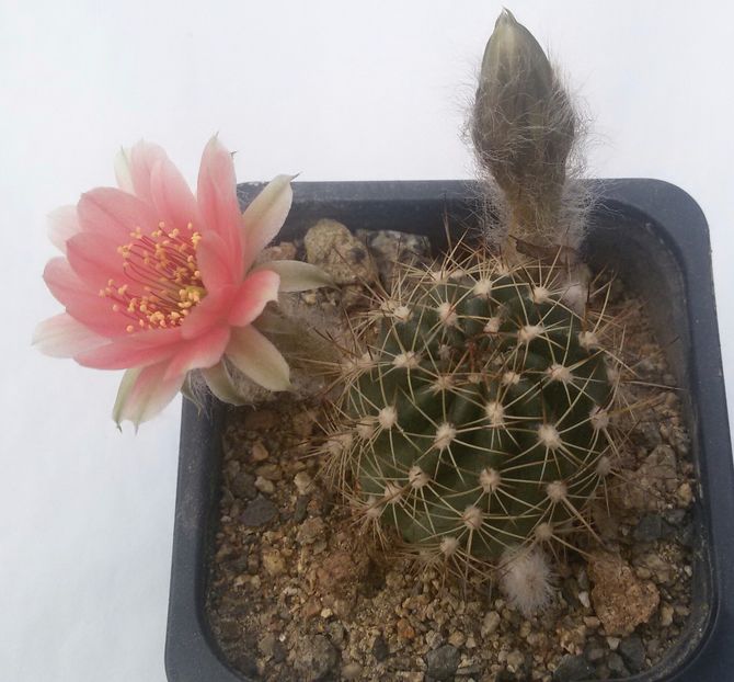 20170514_142059-1 - Detalii