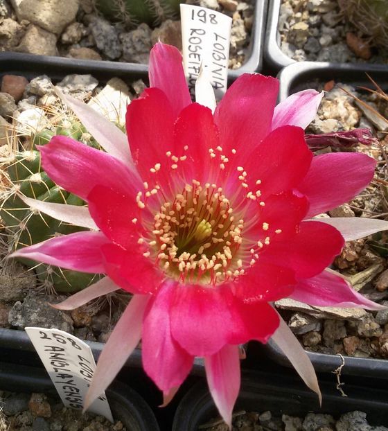 20170516_102321-1 - Detalii