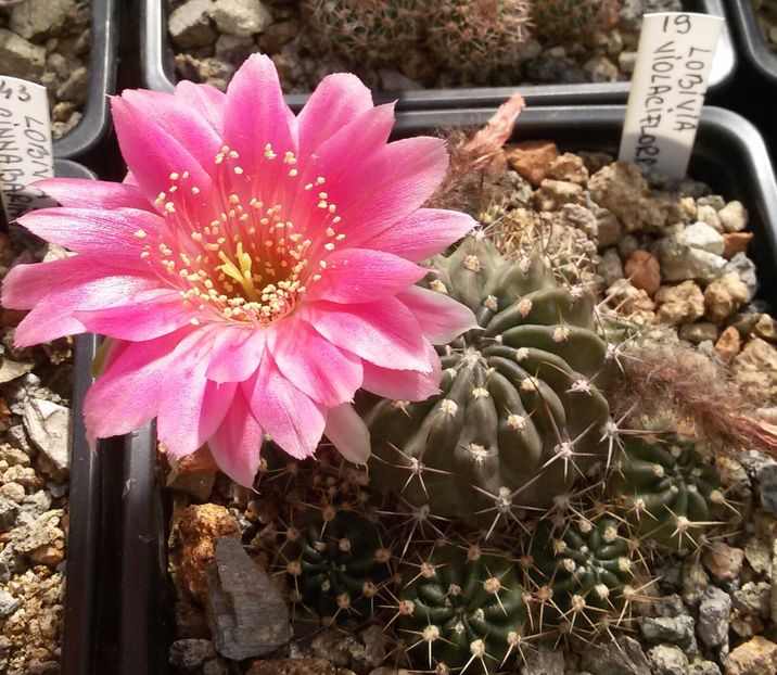 20170516_102358-1 - Detalii