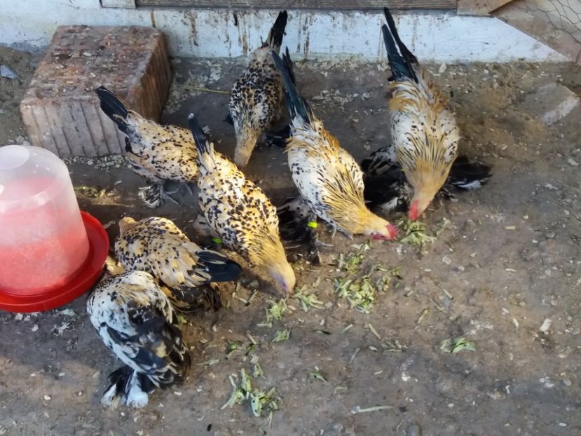  - Tineret mii de flori 2017