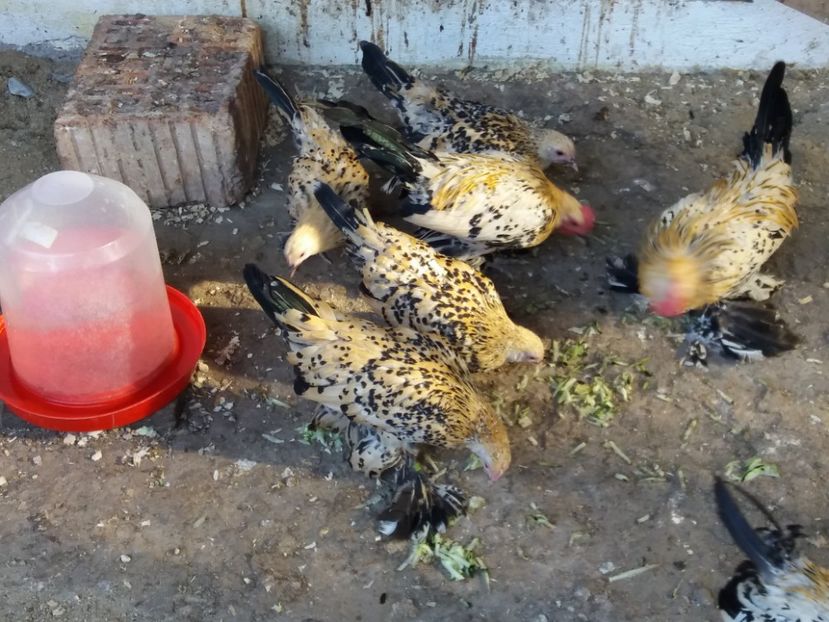  - Tineret mii de flori 2017