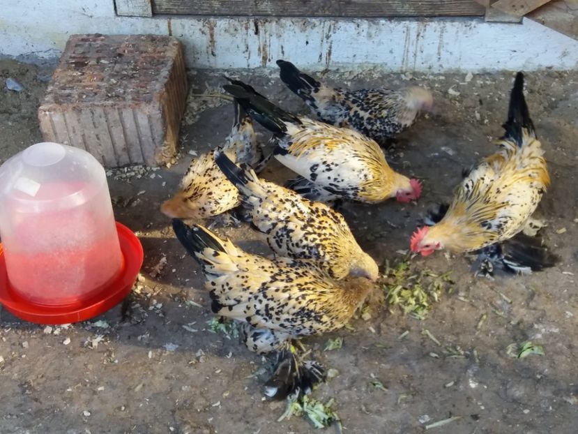  - Tineret mii de flori 2017