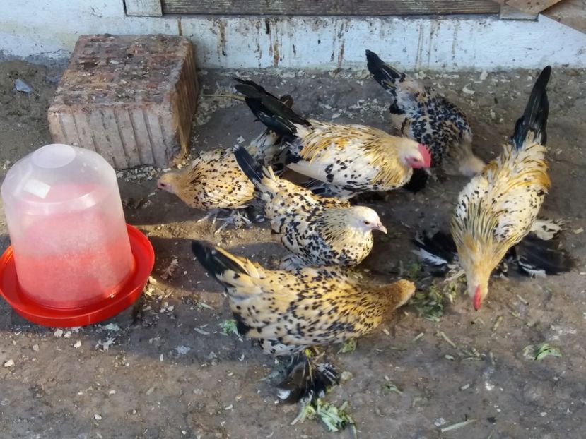  - Tineret mii de flori 2017