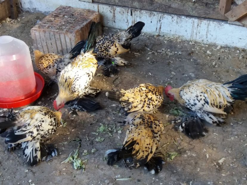  - Tineret mii de flori 2017