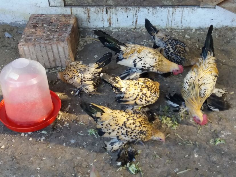  - Tineret mii de flori 2017