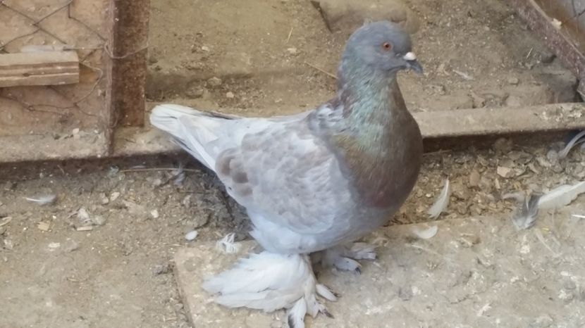  - ROMAGNOLI PORUMBEI