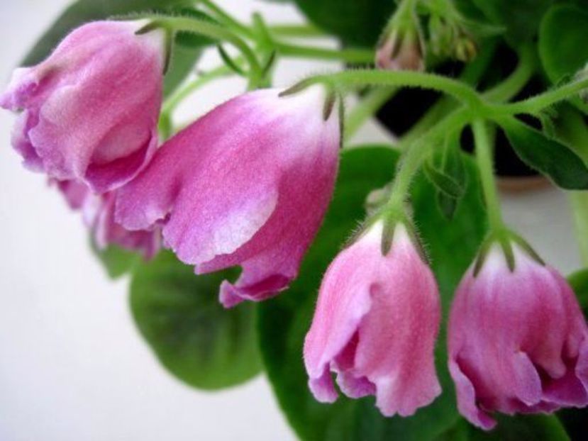 Rm volsebnyj tiulpan - frunze violete 3 lei