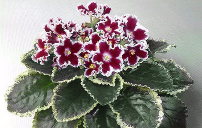 Le karusel - frunze violete 3 lei