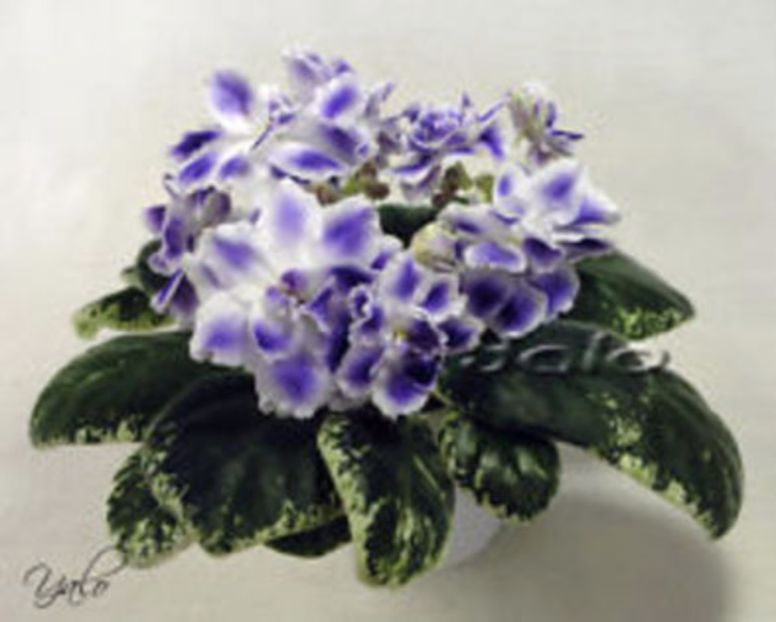 Rs jolanta - frunze violete 3 lei