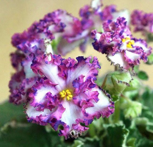 Le tristan - frunze violete 3 lei