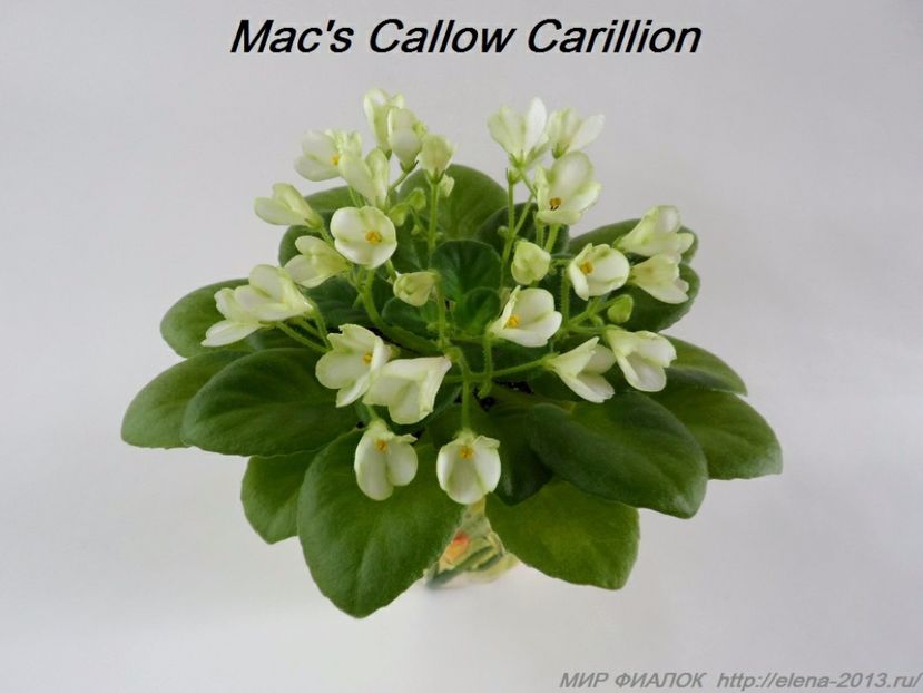 Mac's callow carillion - frunze violete 3 lei