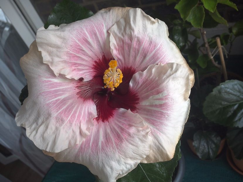 WIN_20170816_104643 - My Way