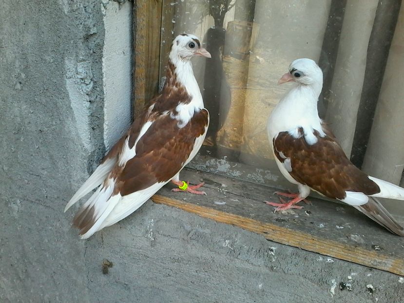 din florii - z1-pui 2015 2016 2017 2018