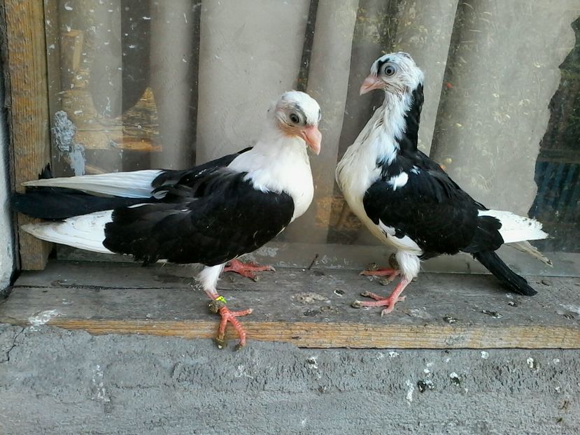 mama cazatoare - z1-pui 2015 2016 2017 2018