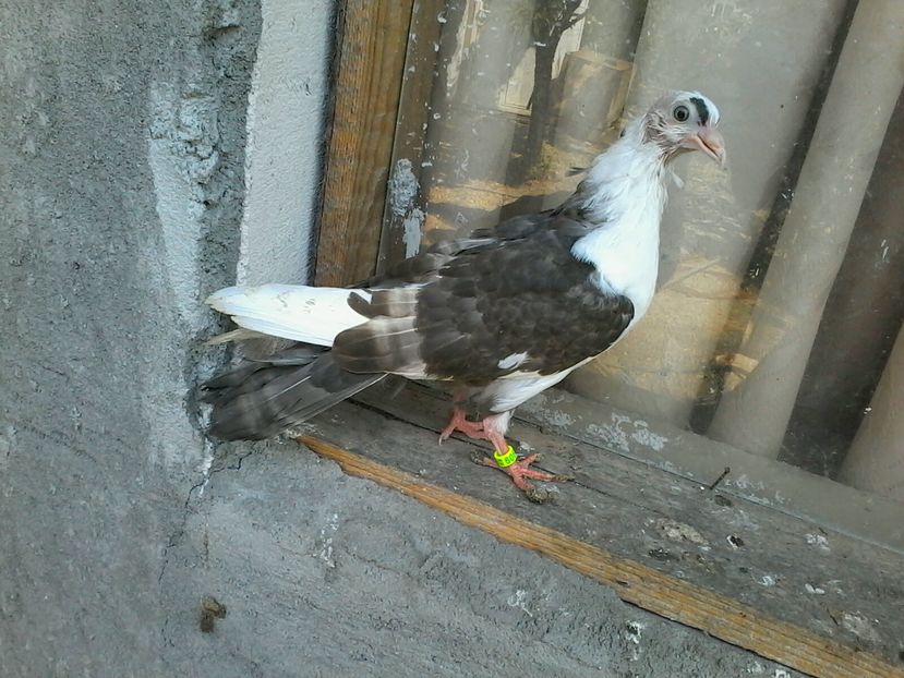 din moriscari - z1-pui 2015 2016 2017 2018