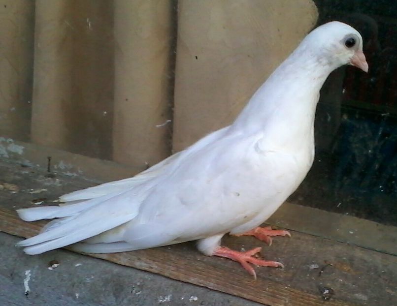 din moriscari - z1-pui 2015 2016 2017 2018