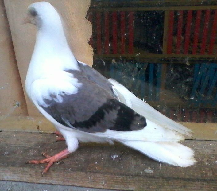 din moriscarii - z1-pui 2015 2016 2017 2018