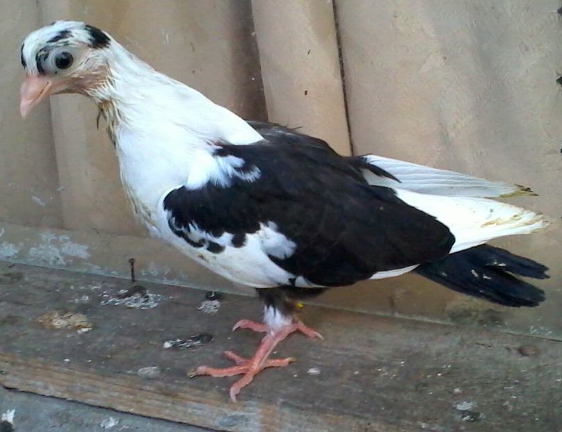 din moriscari - z1-pui 2015 2016 2017 2018