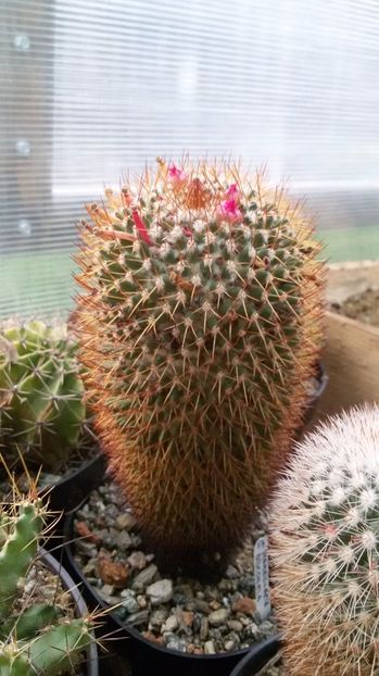  - AAA CACTUSI DE VANZARE 2017 COLECTIA