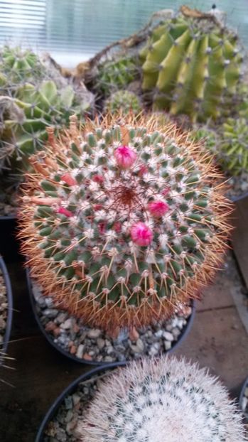  - AAA CACTUSI DE VANZARE 2017 COLECTIA