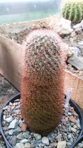  - AAA CACTUSI DE VANZARE 2017 COLECTIA