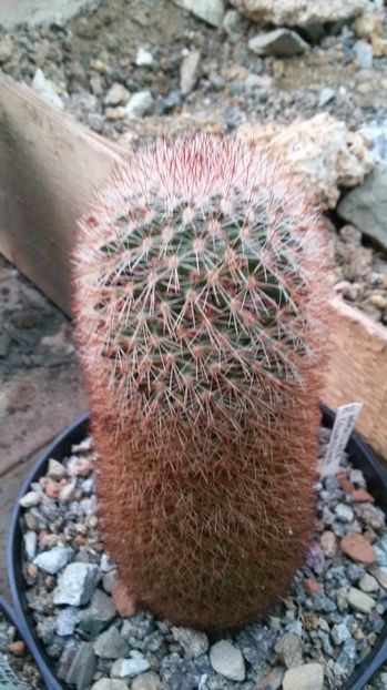  - AAA CACTUSI DE VANZARE 2017 COLECTIA