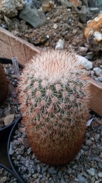  - AAA CACTUSI DE VANZARE 2017 COLECTIA