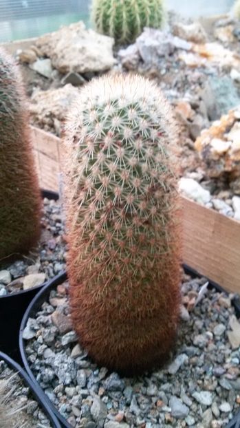  - AAA CACTUSI DE VANZARE 2017 COLECTIA