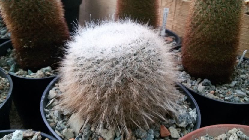  - AAA CACTUSI DE VANZARE 2017 COLECTIA