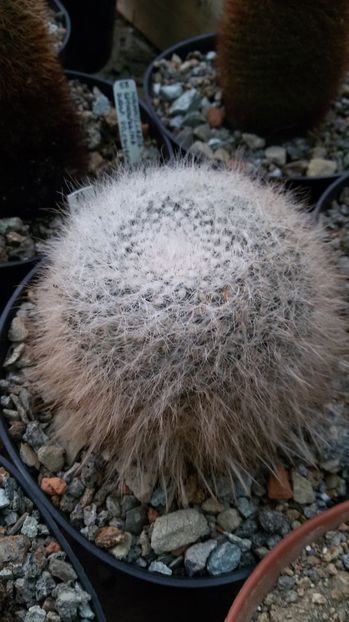  - AAA CACTUSI DE VANZARE 2017 COLECTIA