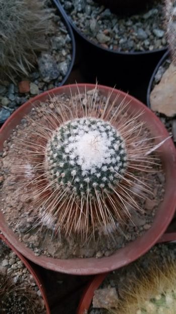  - AAA CACTUSI DE VANZARE 2017 COLECTIA