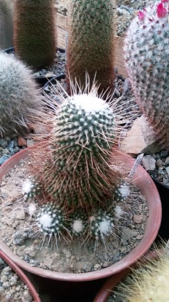  - AAA CACTUSI DE VANZARE 2017 COLECTIA