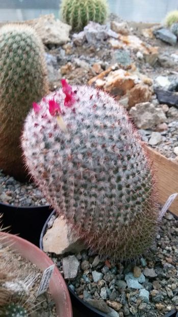  - AAA CACTUSI DE VANZARE 2017 COLECTIA