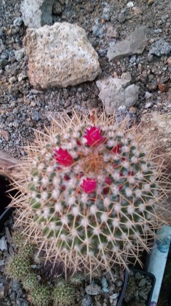  - AAA CACTUSI DE VANZARE 2017 COLECTIA