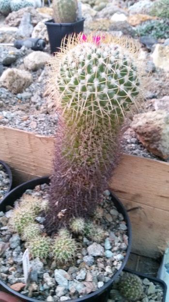  - AAA CACTUSI DE VANZARE 2017 COLECTIA