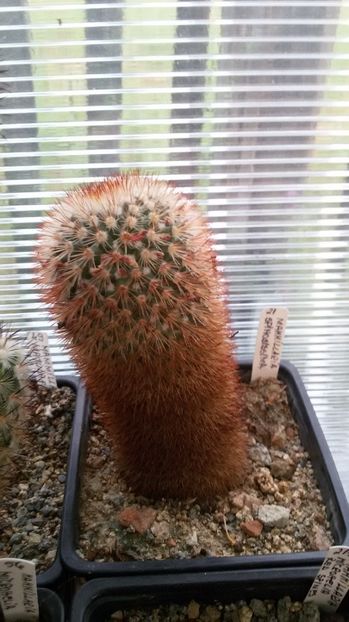 - AAA CACTUSI DE VANZARE 2017 COLECTIA
