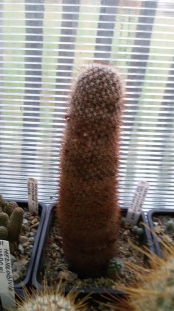  - AAA CACTUSI DE VANZARE 2017 COLECTIA