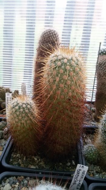  - AAA CACTUSI DE VANZARE 2017 COLECTIA