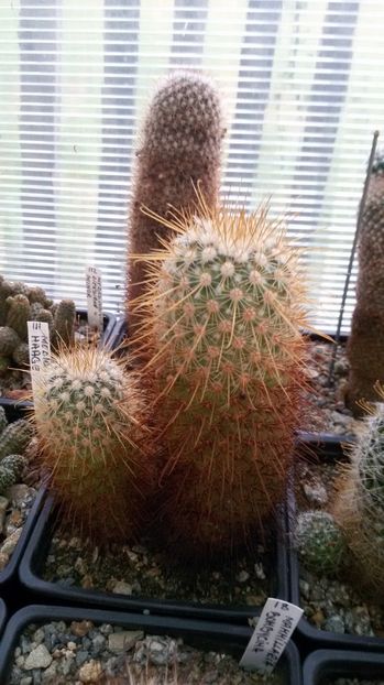  - AAA CACTUSI DE VANZARE 2017 COLECTIA