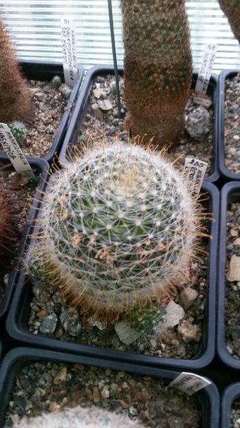  - AAA CACTUSI DE VANZARE 2017 COLECTIA