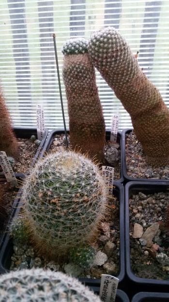  - AAA CACTUSI DE VANZARE 2017 COLECTIA