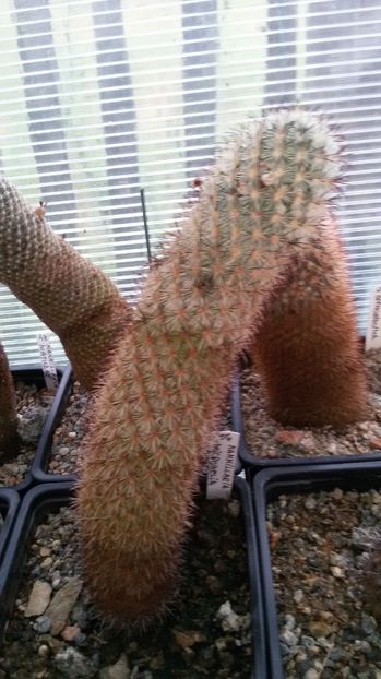  - AAA CACTUSI DE VANZARE 2017 COLECTIA