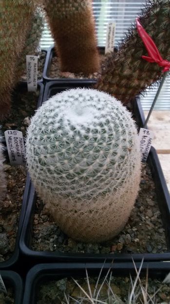  - AAA CACTUSI DE VANZARE 2017 COLECTIA