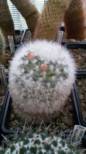  - AAA CACTUSI DE VANZARE 2017 COLECTIA