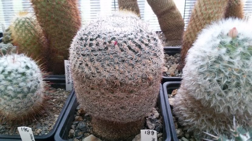  - AAA CACTUSI DE VANZARE 2017 COLECTIA