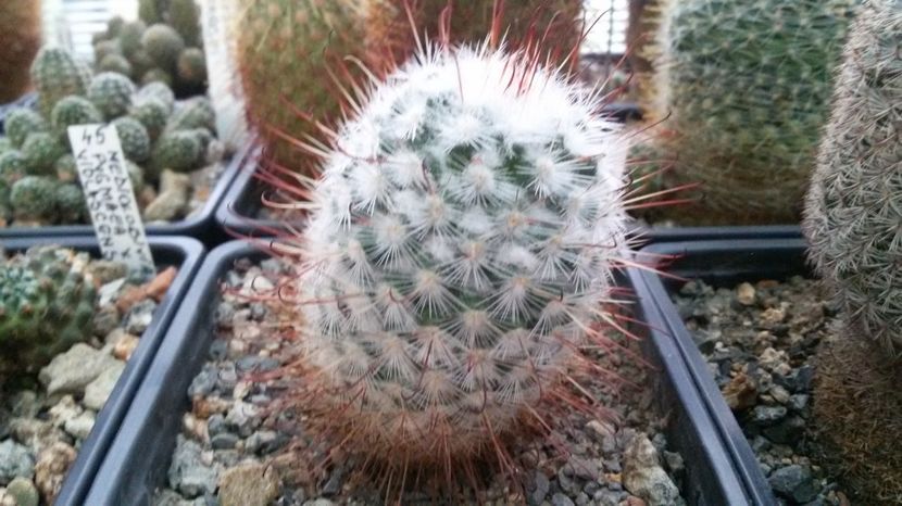  - AAA CACTUSI DE VANZARE 2017 COLECTIA