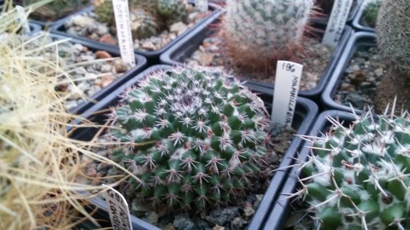  - AAA CACTUSI DE VANZARE 2017 COLECTIA
