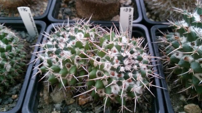  - AAA CACTUSI DE VANZARE 2017 COLECTIA